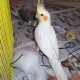 charcoal-cockatiel-pair-available-cockatiel-parrots-hafizabad-1