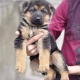 german-shaped-pups-for-sale-german-shepherd-lahore-5