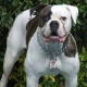 dogs-for-sale-boxer-allah-abad
