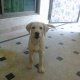 yellow-labrador-retriever-for-sale-labrador-retriever-rawalpindi-1