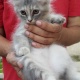 persian-cat-and-kittens-for-sale-persian-cats-karachi-4