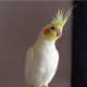 cockatiels-cockatiel-fischers-fischer-for-sale-cockatiel-parrots-karachi-1