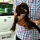 high-quality-cocker-spaniels-pups-cocker-spaniel-lahore-6