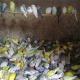 bajri-for-sale-australian-budgies-bahawalpur-1