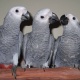 parrot-chicks-and-eggs-with-ostrich-chicks-and-eggs-www-birdsbreed-webs-com-african-grey-parrot-karachi-1