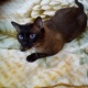 siamese-male-cat-for-sale-siamese-lahore-1