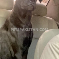 cane-corso-other-karachi-3