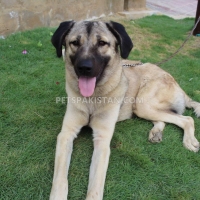 turkish-kangal-breed-other-karachi-2