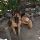 pet-for-sale-german-shepherd-islamabad-2