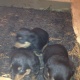 rottweiler-puppies-for-sale-rottweiler-lahore-3