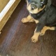 rottweiler-puppies-available-rottweiler-rawalpindi-4