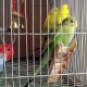 budies-australian-parrots-for-sale-australian-budgies-rawalpindi-1