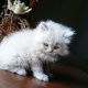 white-persian-kitten-2-months-old-blue-eyes-female-triple-coated-persian-cats-islamabad-2