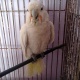 semi-tamed-goffin-cockatoo-for-sale-in-pakistan-cockatoos-bahawalpur-5