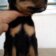 rottweiler-puppies-available-rottweiler-rawalpindi-3