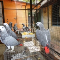 grey-parrots-for-sale-african-grey-parrot-qabula-3