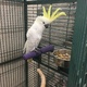 sulphur-crested-cockatoo-other-lahore-1