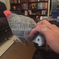 african-grey-for-sale-african-grey-parrot-lahore-2