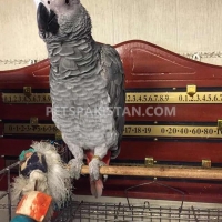 african-grey-for-sale-african-grey-parrot-lahore-3