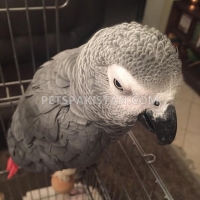 african-grey-for-sale-african-grey-parrot-lahore-4