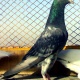 indian-pigeons-for-sale-urgent-lahores-rawalpindi-2