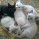 siamese-with-blue-eyes-for-sale-siamese-islamabad-3