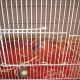 total-10-finches-for-sell-5-pairs-king-finch-karachi-4