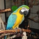 well-trained-adorable-macaw-parrots-macaws-faisalabad-2