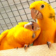 golden-conure-parrots-for-sale-sun-conure-karachi-4