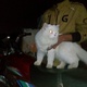 pure-persian-white-male-cat-healthy-active-and-loving-17months-age-doll-face-persian-cats-faisalabad-3