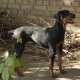 highly-trained-female-doberman-pinscher-doberman-bannu-3