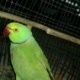 parrots-for-sale-2014-rawalpindi-alexandrine-parrot-rawalpindi-2