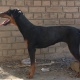 highly-trained-female-doberman-pinscher-doberman-bannu-2