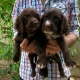 high-quality-cocker-spaniels-pups-cocker-spaniel-lahore-3