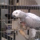 african-grey-african-grey-parrot-karachi-1