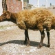 wanderful-sheep-going-for-sell-other-abbas-nagar-1