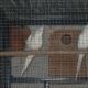 cockatiel-parrot-for-sale-in-wah-cant-cockatiel-parrots-wah-cantt-2