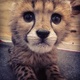 young-exotics-cubs-available-lion-tiger-cheetah-leopard-etc-bengal-lahore-1