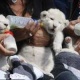 cheetah-cubs-lion-cubs-and-tiger-for-sale-himalayan-islamabad
