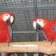 parrot-chicks-ostrich-chicks-and-100-fresh-fertile-eggs-for-sale-www-islandaviary-com-african-grey-parrot-islamabad-3