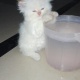 white-persian-kitten-2-months-old-blue-eyes-female-triple-coated-persian-cats-islamabad-1