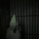 semi-tamed-goffin-cockatoo-for-sale-in-pakistan-cockatoos-bahawalpur-6