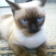 pure-siamese-female-cat-siamese-lahore-2