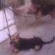 want-to-sell-pair-of-german-shepherd-breed-from-pure-german-shepherd-and-pure-dobberman-german-shepherd-karachi-2