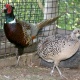 pheasant-chicks-for-sale-all-type-and-breeder-paire-silver-pheasant-lahore-7