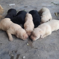 labrador-puppies-labrador-retriever-sheikhupura-3