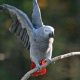 african-grey-parrot-african-grey-parrot-islamabad-2