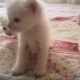 persian-kittens-for-sale-persian-cats-islamabad-2