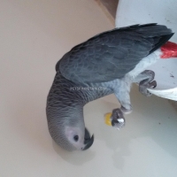 african-grey-parrot-african-grey-parrot-lahore-2