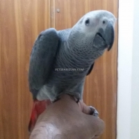 african-grey-parrot-african-grey-parrot-lahore-6